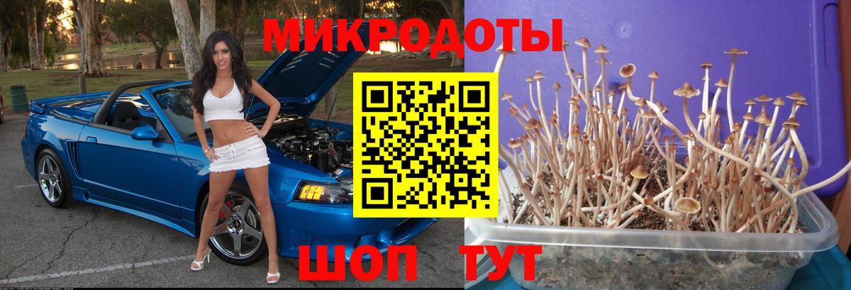 Галлюциногенные грибы Psilocybe  Псилоцибиновые грибы мицелий  Великий Новгород  Вход с VPN 